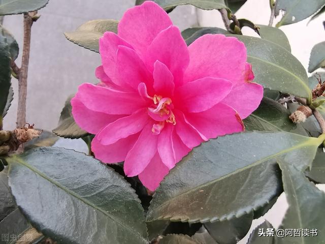 听风听雨听疫情，小城昨夜又东风，看花赏景乐融融