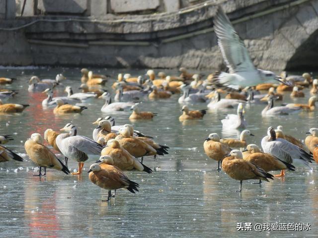 在布達拉宮後面的宗角祿康公園看水鳥能讓您忘記所有的煩惱