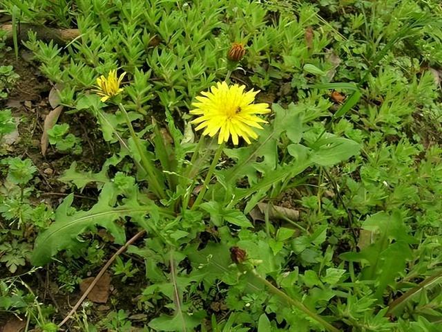 中药又立功？蒲公英或有望成为治癌、消结节的新药，是真的吗