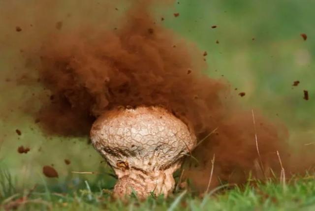 “世”说新语从“牛溲马勃”认识中医的变“废”为宝