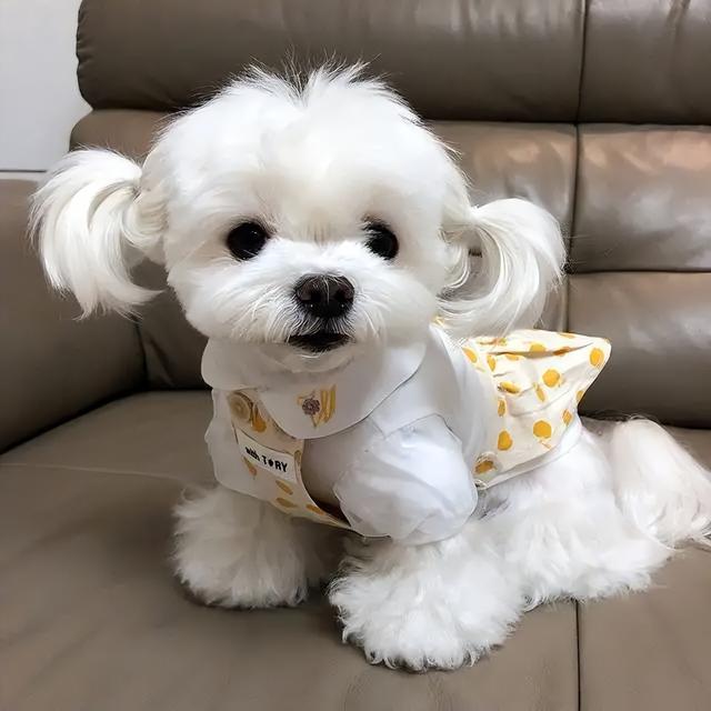 马尔济斯犬价格