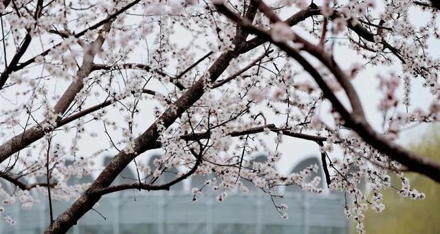 Feng景 北京世界花卉大观园3 5月赏花时间表已做好 快收藏 新闻时间
