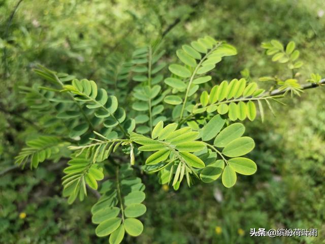 绿满人间四月天
