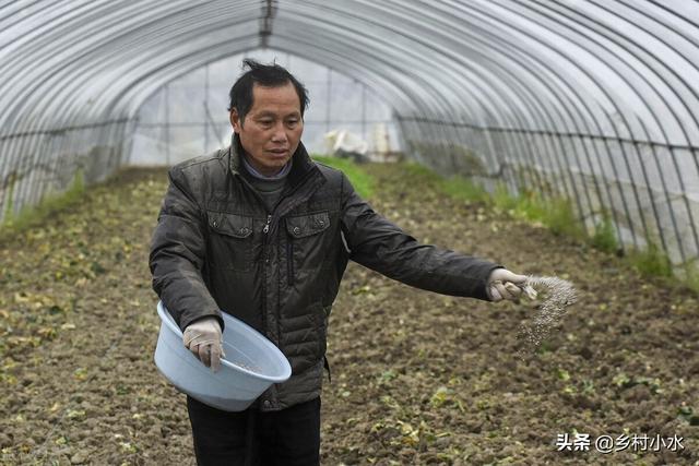 种地只会施氮磷钾肥？学会施用硼肥，作物抗病强还高产2