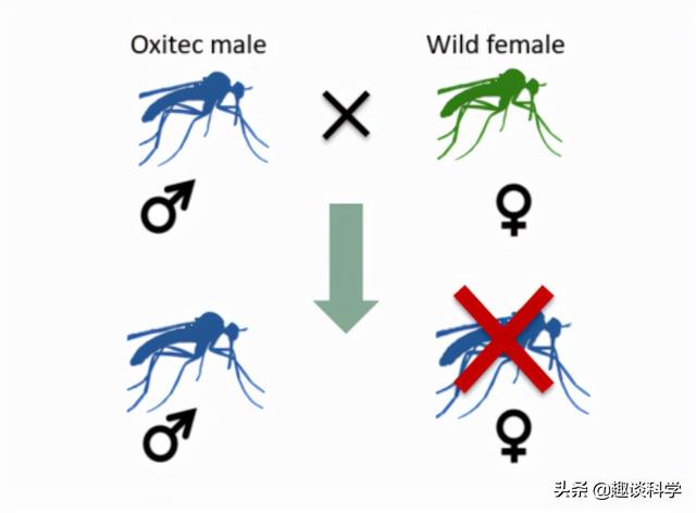 美国将放24亿只转基因蚊子，科学家：巴西曾孕育出超级蚊子