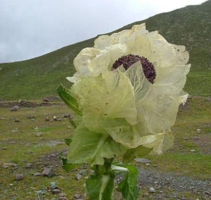 天山雪莲花