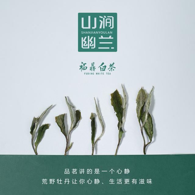 我是荒野白牡丹，生长在高山荒野山林中，感恩与你的相遇