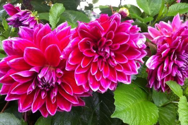 花的世界，芬芳美丽；醉了眼眸，美了心情