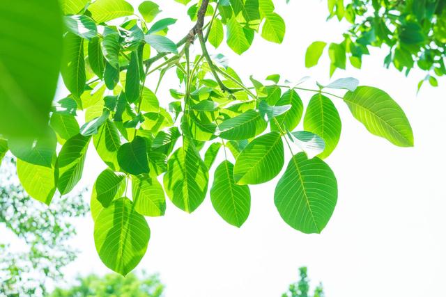 今日立夏，让生命尽情享受夏日的温暖长风