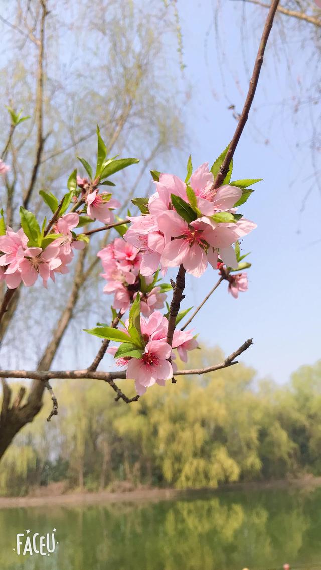 春已至，花已开，人间皆安—唯愿疫情早过，回到烟火平常的日子