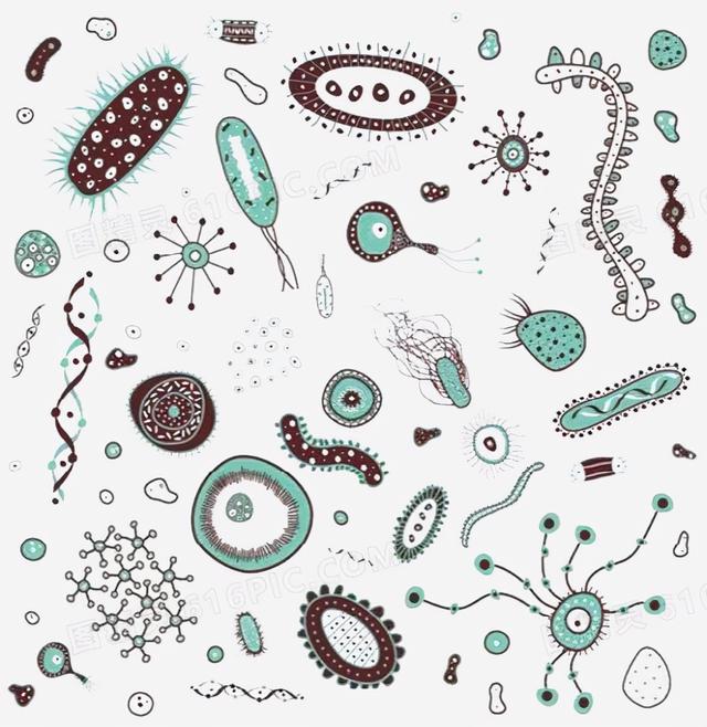 微生物乳酸菌简笔画图片