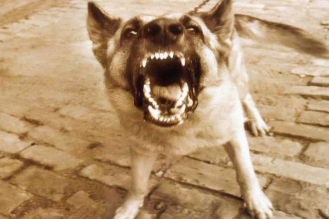 狗狗没精神一直趴着为什么(狗突然狂躁十分钟就死)-艾拉狗狗乐园