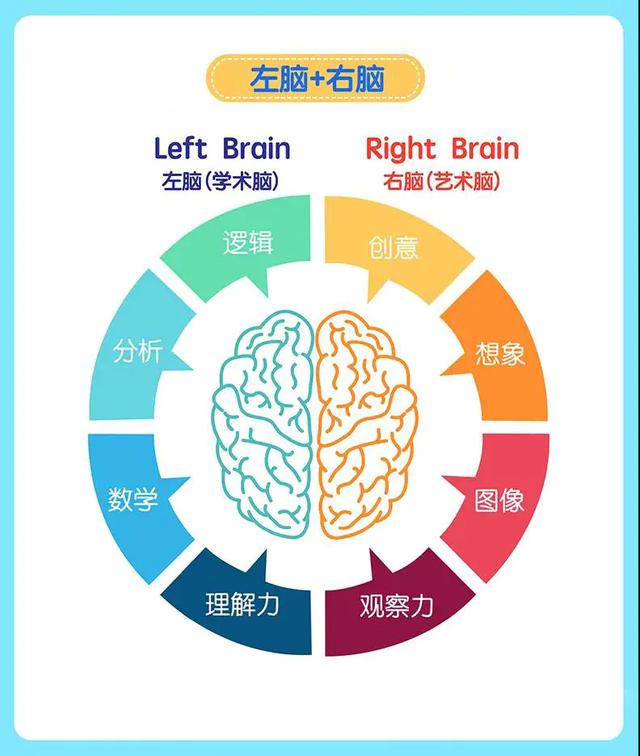 左右脑在头的位置图图片