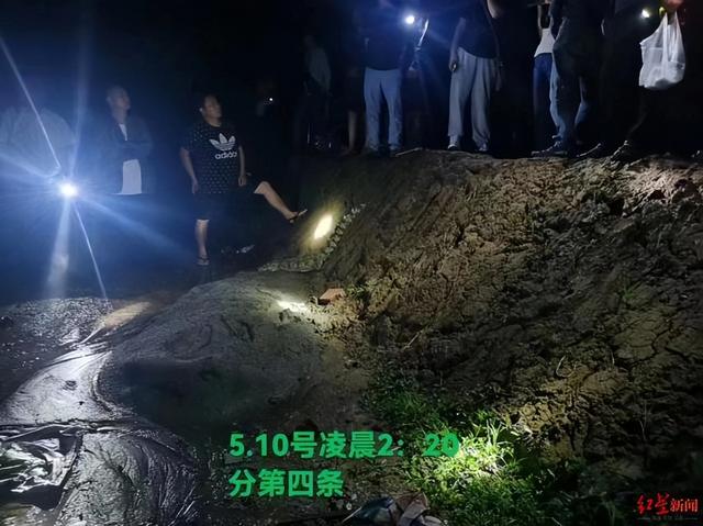 宜宾“出逃鳄鱼6兄弟”已被全部宰杀