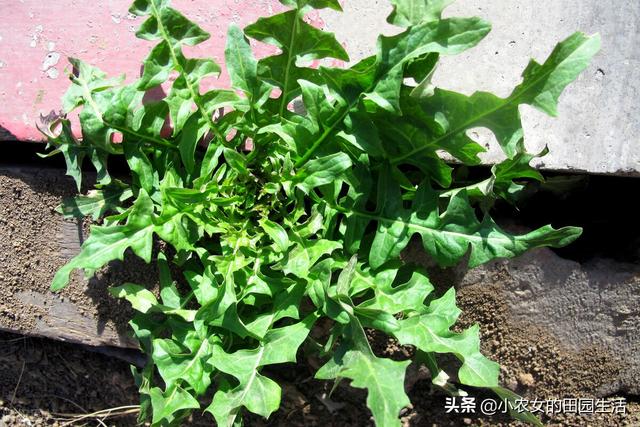 10种“神仙草”，春天采摘正当时，味道鲜美，还有益健康