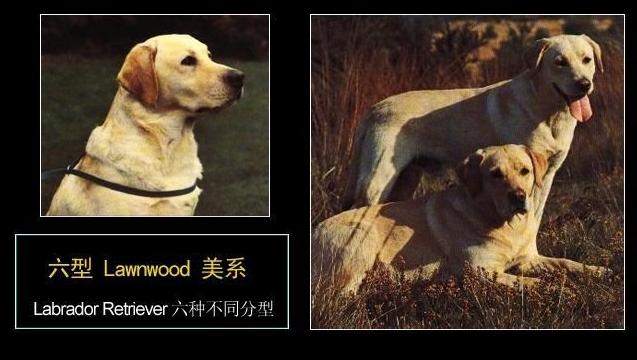 拉布拉多犬图片