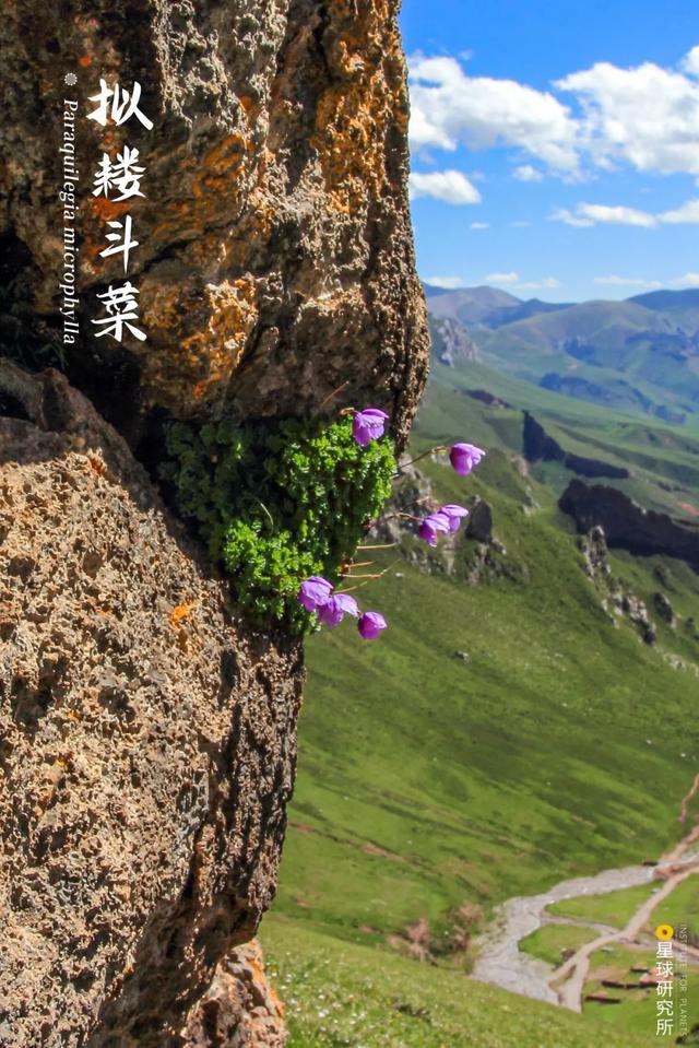 黄石洗砂机哪家便宜