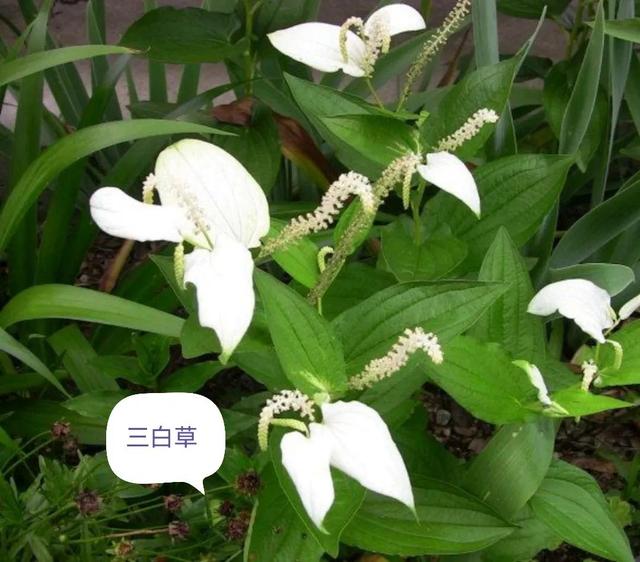 中药古今研究：三白草