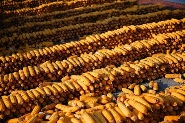 发展楼房养猪、摆脱大豆进口依赖…一号文件透露9点养猪重要信号