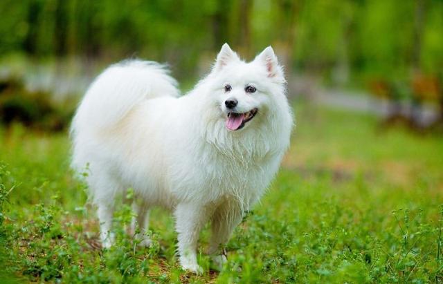 日本银狐 日本银狐（日本银狐犬） 动物