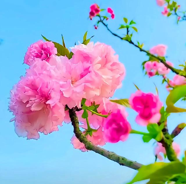 樱花开了，美得一败涂地，它诠释了什么是开始，什么是灿烂