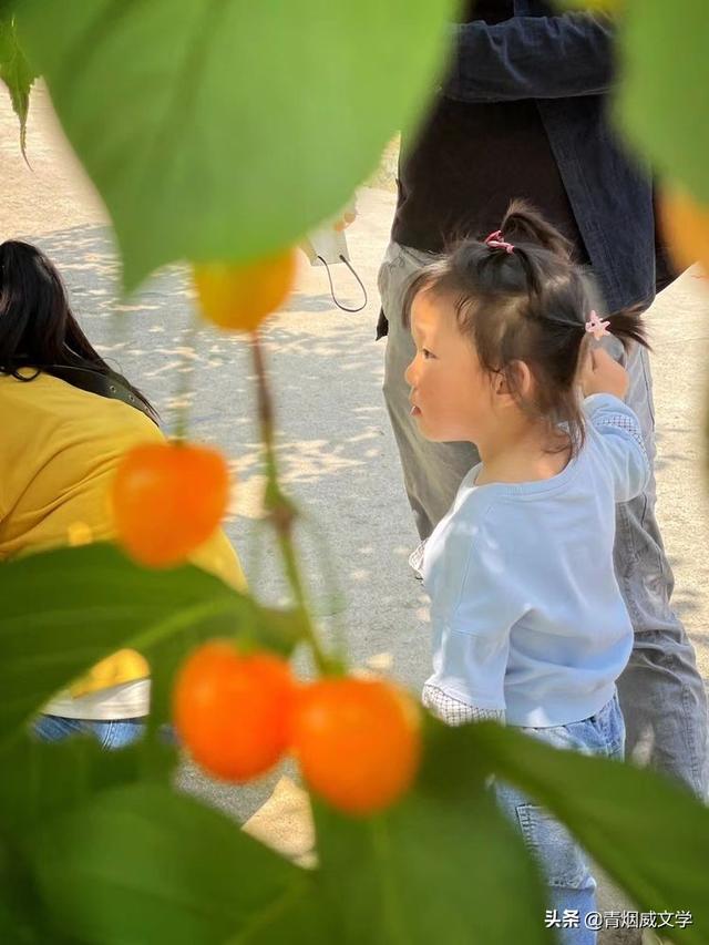 樱桃红了，梦里天天是节日
