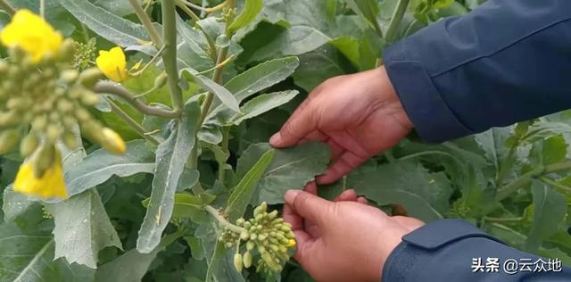 春季雨水多，田间湿度较大，抓好油菜菌核病的防治