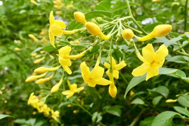 探春花