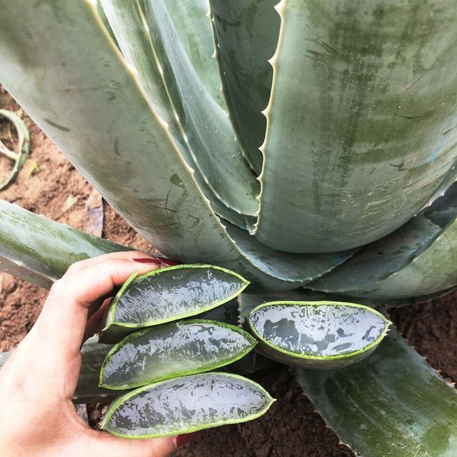 10月开什么花