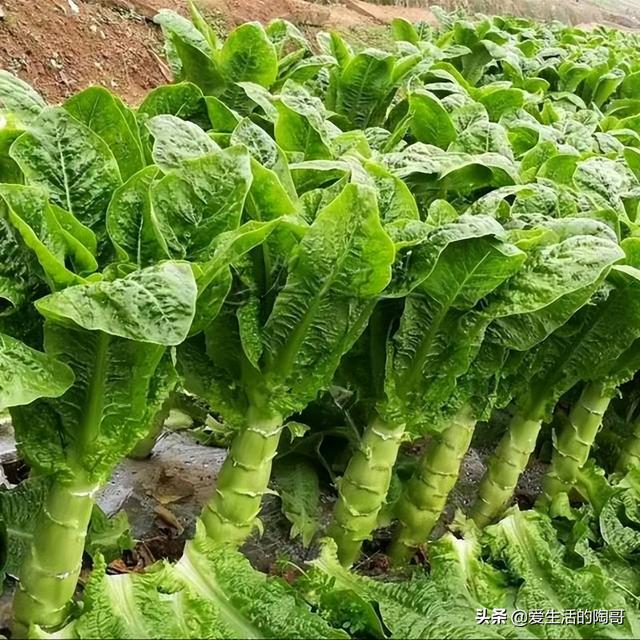 老一辈讲究：立夏食2肉，吃2菜，喝2茶，忌2样，少生病，健康过夏