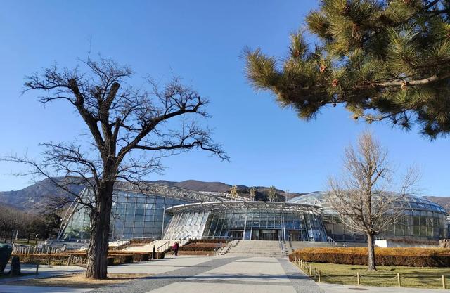 太冷了，去北京植物園溫室溜達溜達