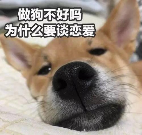 狗狗绝育手术