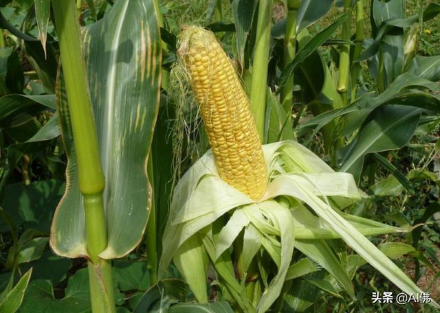 美国人平均一年吃多少食物