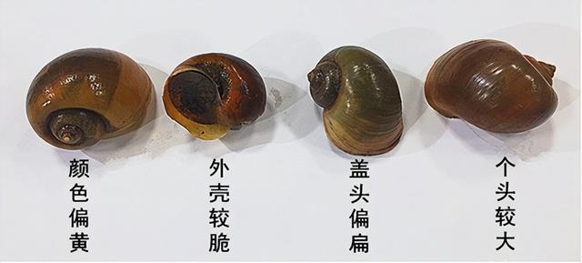 千万别碰！福寿螺体内寄生虫多达6000条