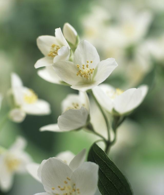 白色昙花的花语是什么(白色丁香花花语是什么)-乌妮百科网