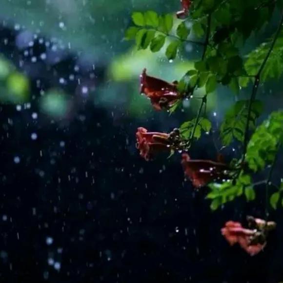 又是一年清明时节，细雨纷纷，思念绵绵