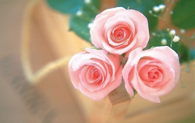 9朵粉玫瑰代表什么意思（19朵粉玫瑰代表什么意思-）"