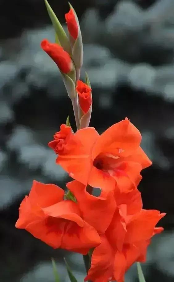 给我鼓掌掌，智慧精灵撒花了