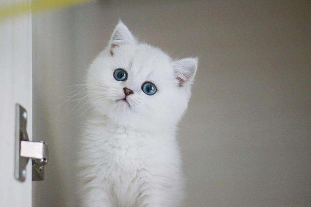 英短银渐层怎么养(英短银渐层养育指南)-锐牛沃德讯息网