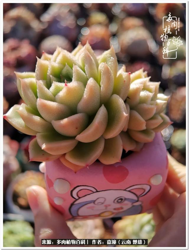 玉蝶铜芯电线价格表4平方,玉蝶铜芯线今日价格