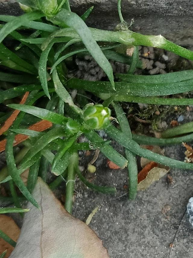我有花香，但没树高，我是一棵无人注意的小草