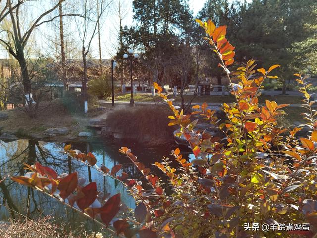 未等冬寒至 梅已報春香——北京中山公園臘梅提前綻放 盡顯芬芳