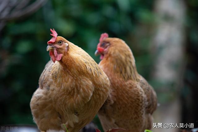 在农村搞养殖养什么比较好(农村适合搞什么养殖)