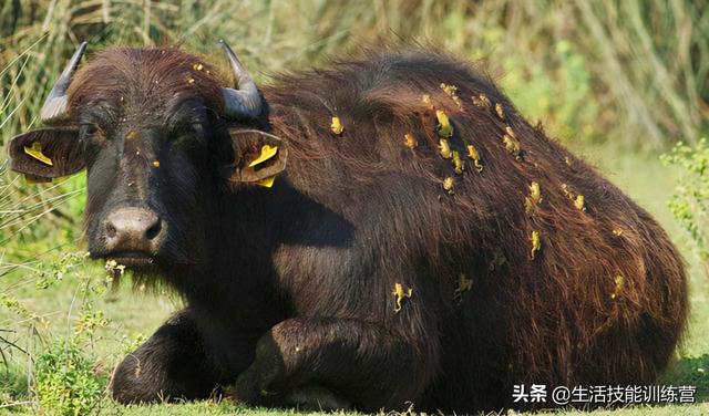 35張圖片帶我們領略大自然的狂野和美麗
