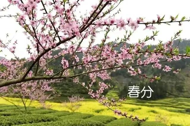 明日春分，有钱没钱，记得3多吃3不吃，阳气足身体好，舒服过春天