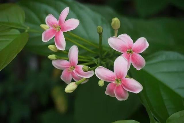 花中君子是什么花