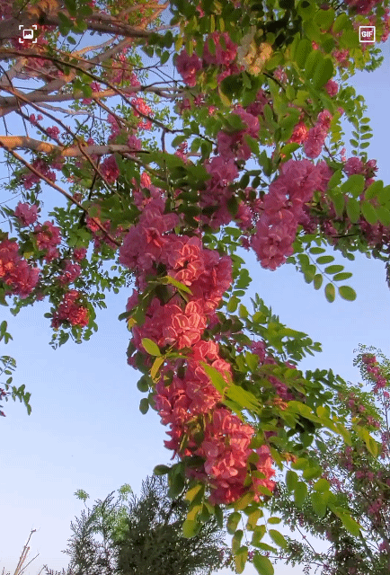 行香子：槐花
