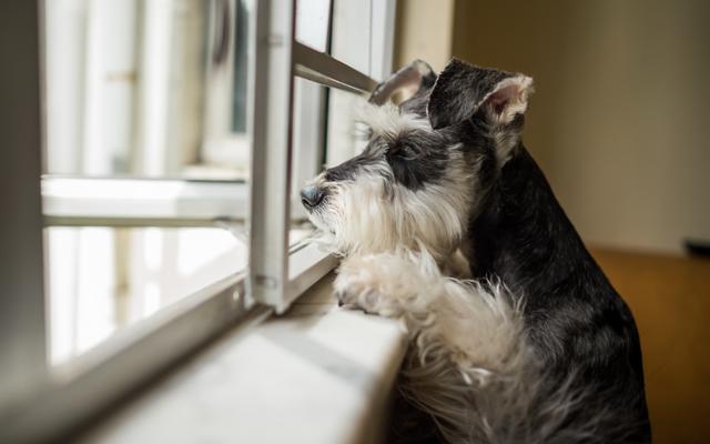 最好的护卫犬