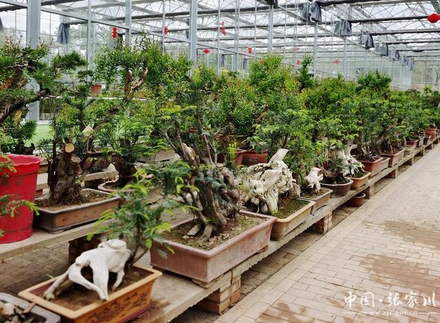 【奋进新征程 建功新时代——喜迎省第十四次党代会】大阳镇：花卉种植铺就乡村振兴路