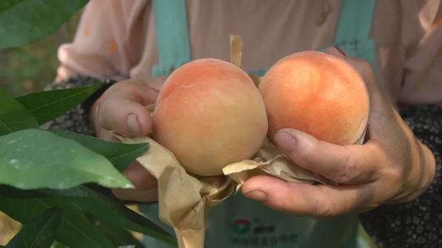 南汇水蜜桃几月份上市「南汇的桃子」